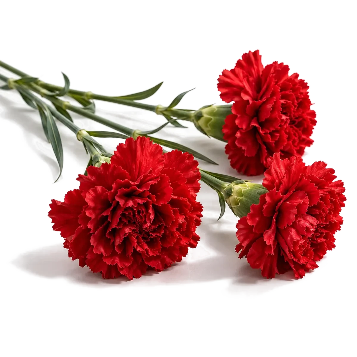 Три красные гвоздики на длинных стеблях, лежат на боку.